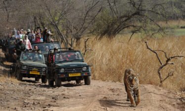 Ranthambore Mice Group Package